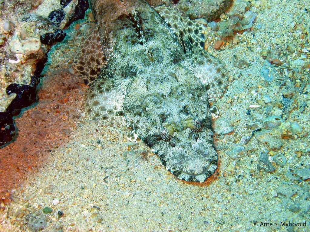 2003 - Yolanda Reef (4).jpg
